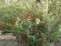 中國(guó)山東淄博太極搪玻璃設(shè)備公司春天景色